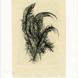 Feathers | Rachel Singel | chine collé print