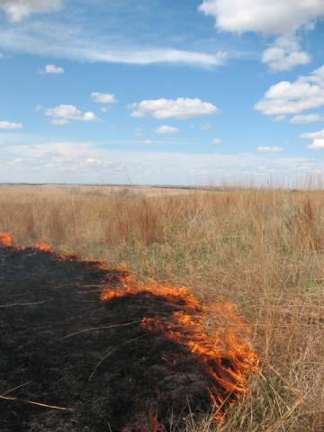 prairie_burn_09_2.jpg